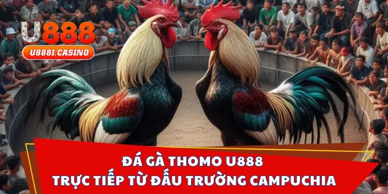 Đá gà Thomo